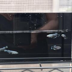 メダカ　エメキン　めだか