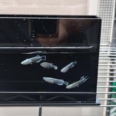 メダカ　エメキン　めだかの画像