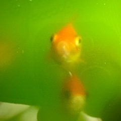 グリーンウォーター　種水 2000ml ✖️4メダカ 金魚 針子 稚魚 淡水魚 鯉　産卵　越冬　ウォーターフード　栄養　ミドリムシの画像