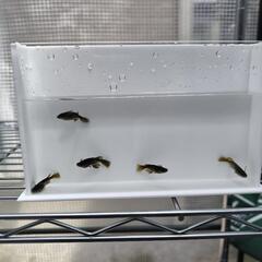 メダカ　黄泉　めだか