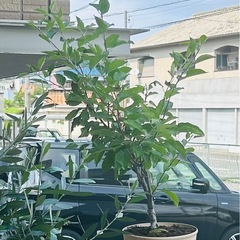 姫林檎の挿し穂/剪定の為、切った若い枝全て