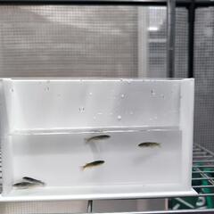 メダカ　オランジェ系ミックス　めだかの画像