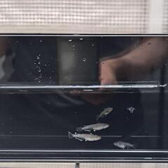 メダカ　オランジェ系ミックス　めだかの画像