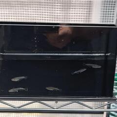 メダカ　オランジェ系ミックス　めだか