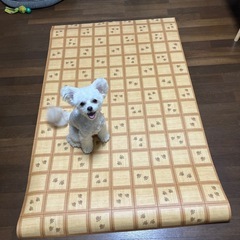 犬用床マット