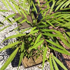 マホニアコンフューサ　