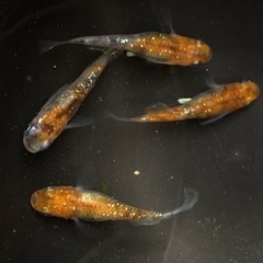 改良メダカ　　三色ラメ　　1ペア　+2