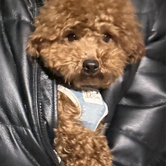 トイプードル　