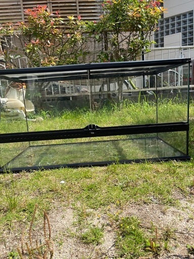 爬虫類　飼育　ガラスケース