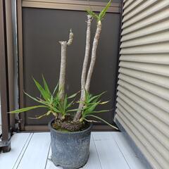 至急　観葉植物差し上げます　80cm 