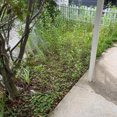 草むしり・草刈・伐採承っております。