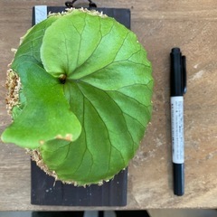 【観葉植物】 ビカクシダ　p. リドレイ