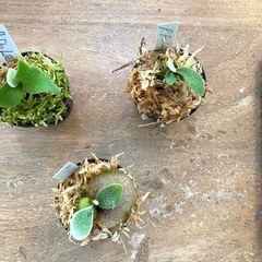 【観葉植物】ビカクシダ　 苗ちゃんセット×3個