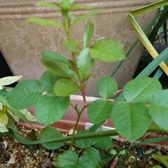 薔薇苗木　バラ　オレンジの花