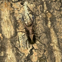 激安 メタリフェルホソアカクワガタ ペア