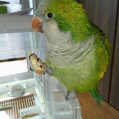 【お話中】オキナインコ　推定　10歳9ヶ月