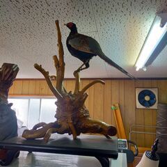 キジの剥製