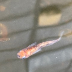 稚魚１０匹、雲州三色メダカ