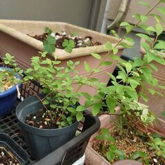 花てまり　白花　低木