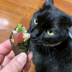 猫　里親