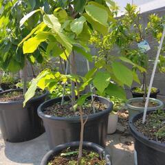 幻のフルーツ　ポポー　希少　特大苗木　鉢底から105センチの画像