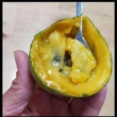 幻のフルーツ　ポポー　希少　特大苗木　鉢底から105センチの画像