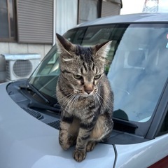 里親募集中 - 猫