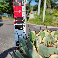 アガベ　吉祥冠錦の画像