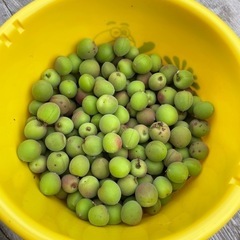 【受付終了】小梅　1kg 　無農薬の画像