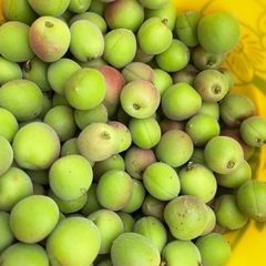 【受付終了】小梅　1kg 　無農薬の画像