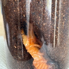 国産カブトムシ サナギ