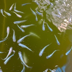 メダカ
