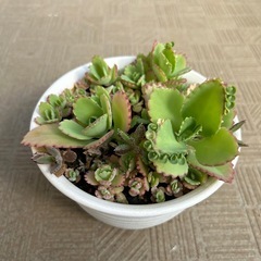 【多肉植物】子宝草