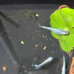 稚魚１０匹、ブルースターダスト