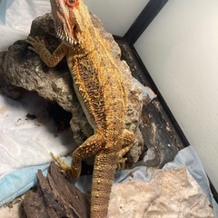 【急募】フトアゴヒゲトカゲ 10ヶ月