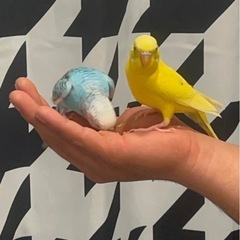 セキセイインコ - 里親募集