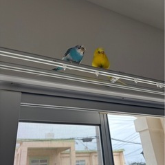 セキセイインコ - その他