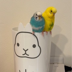 セキセイインコ - 沖縄市