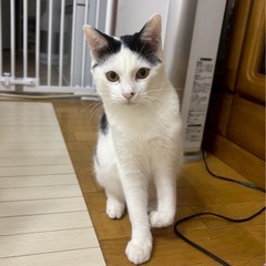 前足が曲がってるけど元気で甘えん坊なかんたくん