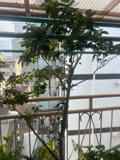 観葉植物(超大型)ガジュマル