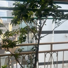 観葉植物　　ガジュマル