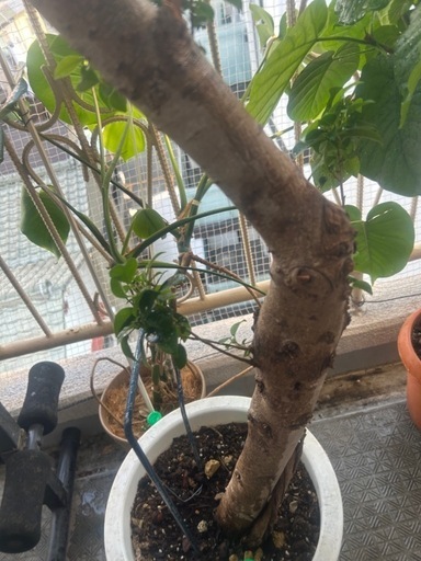 観葉植物(超大型)ガジュマル