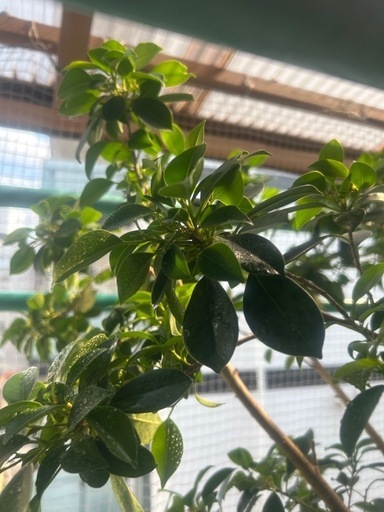観葉植物(超大型)ガジュマル