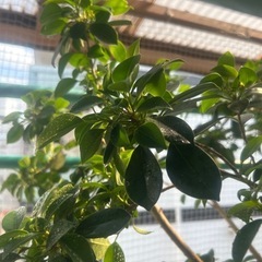 観葉植物(超大型)ガジュマルの画像