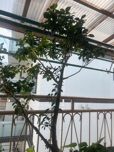 観葉植物(超大型)ガジュマル