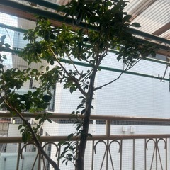 観葉植物(超大型)ガジュマルの画像