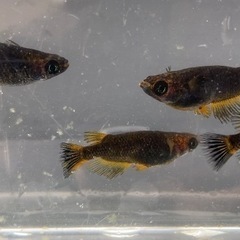 改良メダカ　　五式タイプR  4匹
の画像
