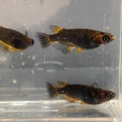 改良メダカ　　五式タイプR  4匹

