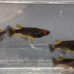 改良メダカ　　五式タイプR  4匹
の画像