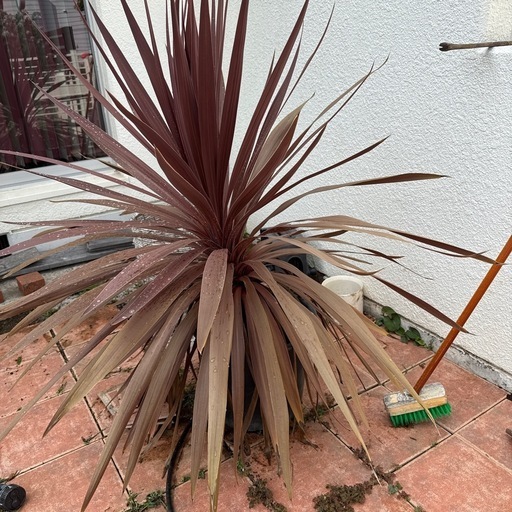 特大　ドラセナ　コルジリネ　レッドスター